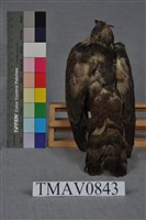 布穀鳥藏品圖，第6張